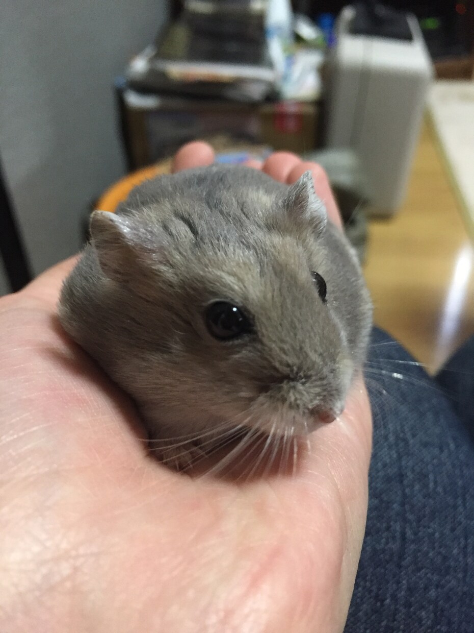 わんちゃん、ねこちゃんのお悩み相談つけてけます イメージ2
