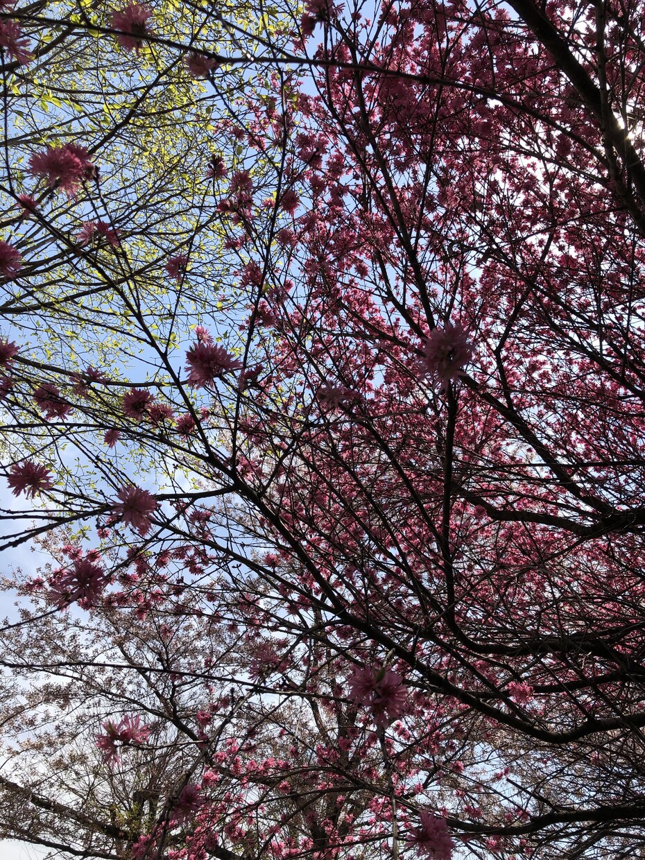 大切な人のお誕生日お花のプレゼント一緒に考えます お花の事良く知らなくても知っててもどちらでも大丈夫！！ イメージ1