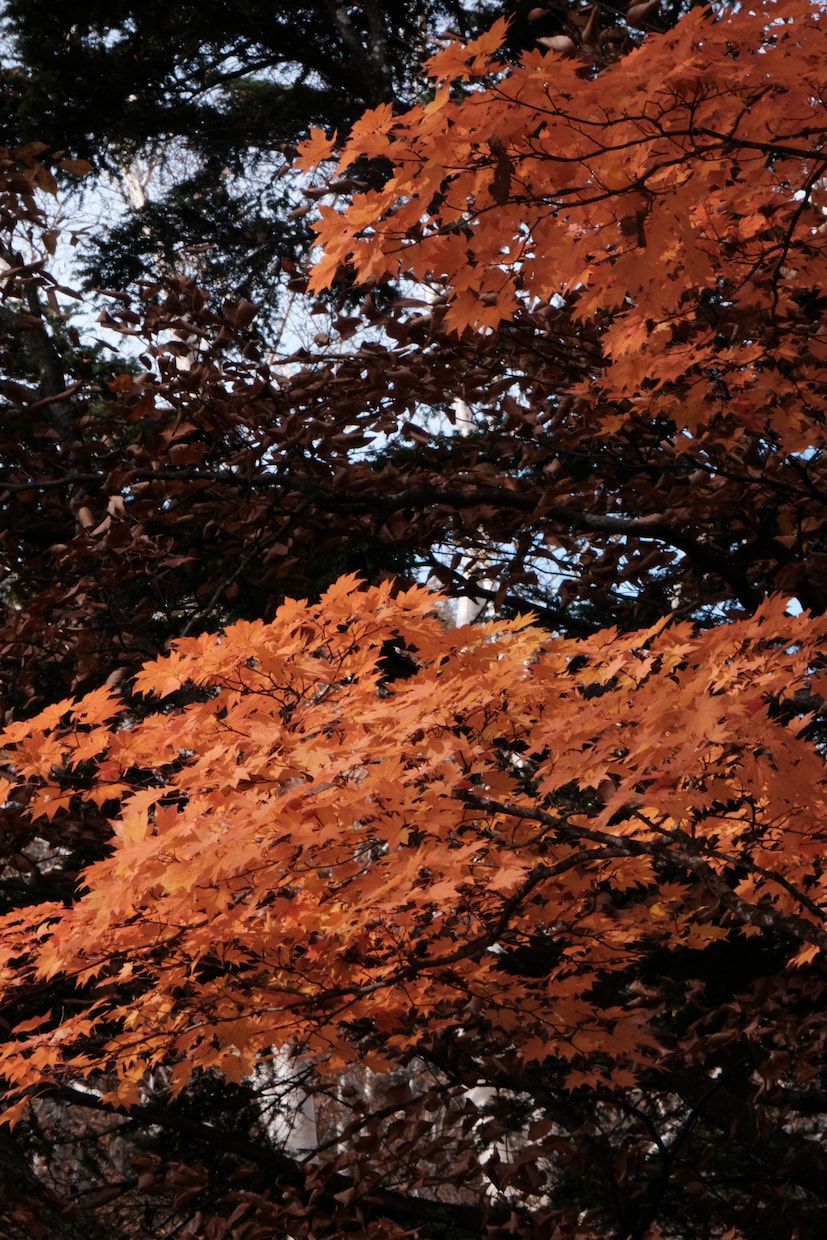 長野 旅行・イベント・物撮り・モデル撮影します 枚数制限なし　風景/物撮り/人物（モデル）なんでもOK イメージ7