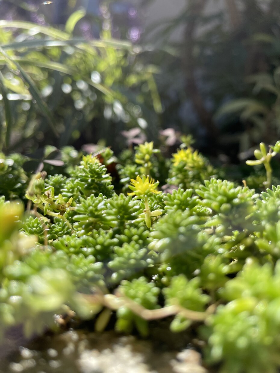 一眼レフカメラ、iPhoneで植物写真を撮影します 桜や木の葉等、季節に合わせた写真やご要望のお写真を撮影します イメージ3