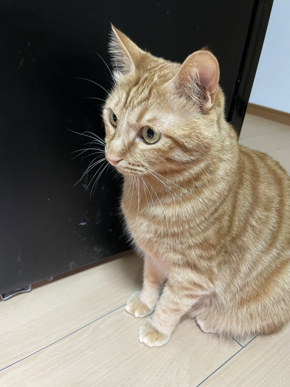 世界でひとつだけ！愛猫毛フェルト人形作ります お預かりした愛猫ちゃんの毛で人形製作します！ イメージ5