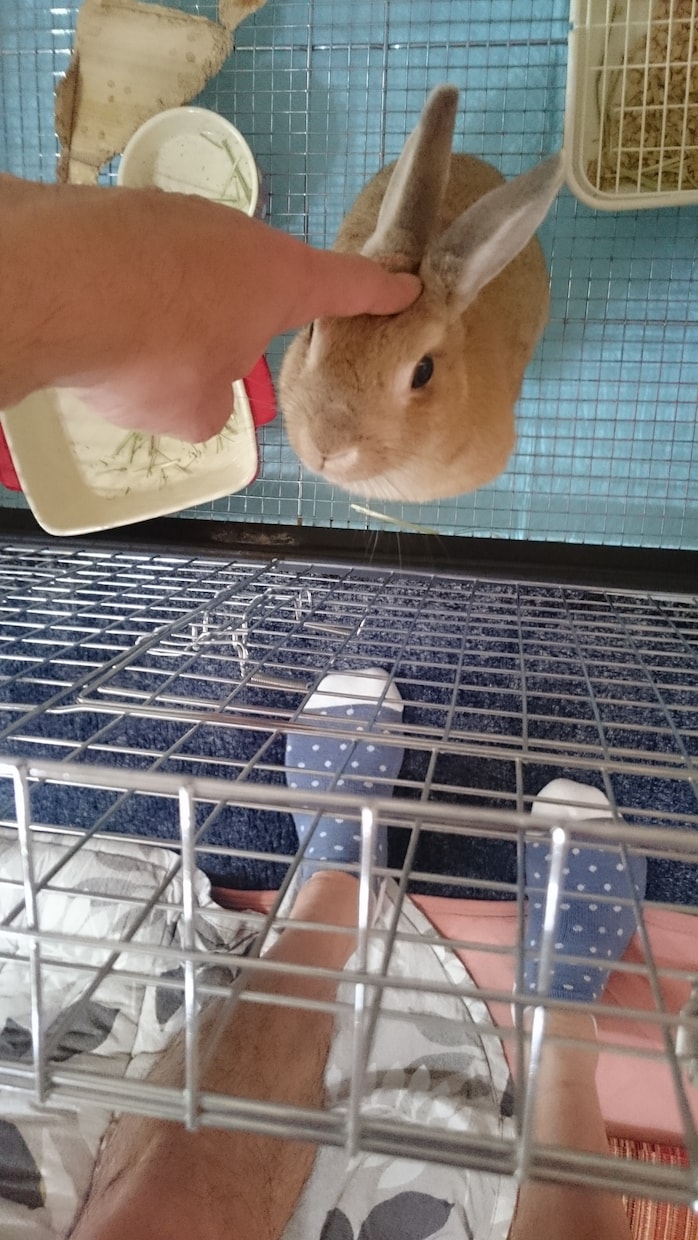 うさぎの体験談を聞きます 〜あなたの飼っているうさぎちゃんのエピソードを教えて下さい〜 イメージ9