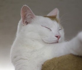 チャットで、あなたの潜在意識(守護霊)と話します 豊かな自分と対話してください☆アナムネーシスリーディング☆ イメージ1