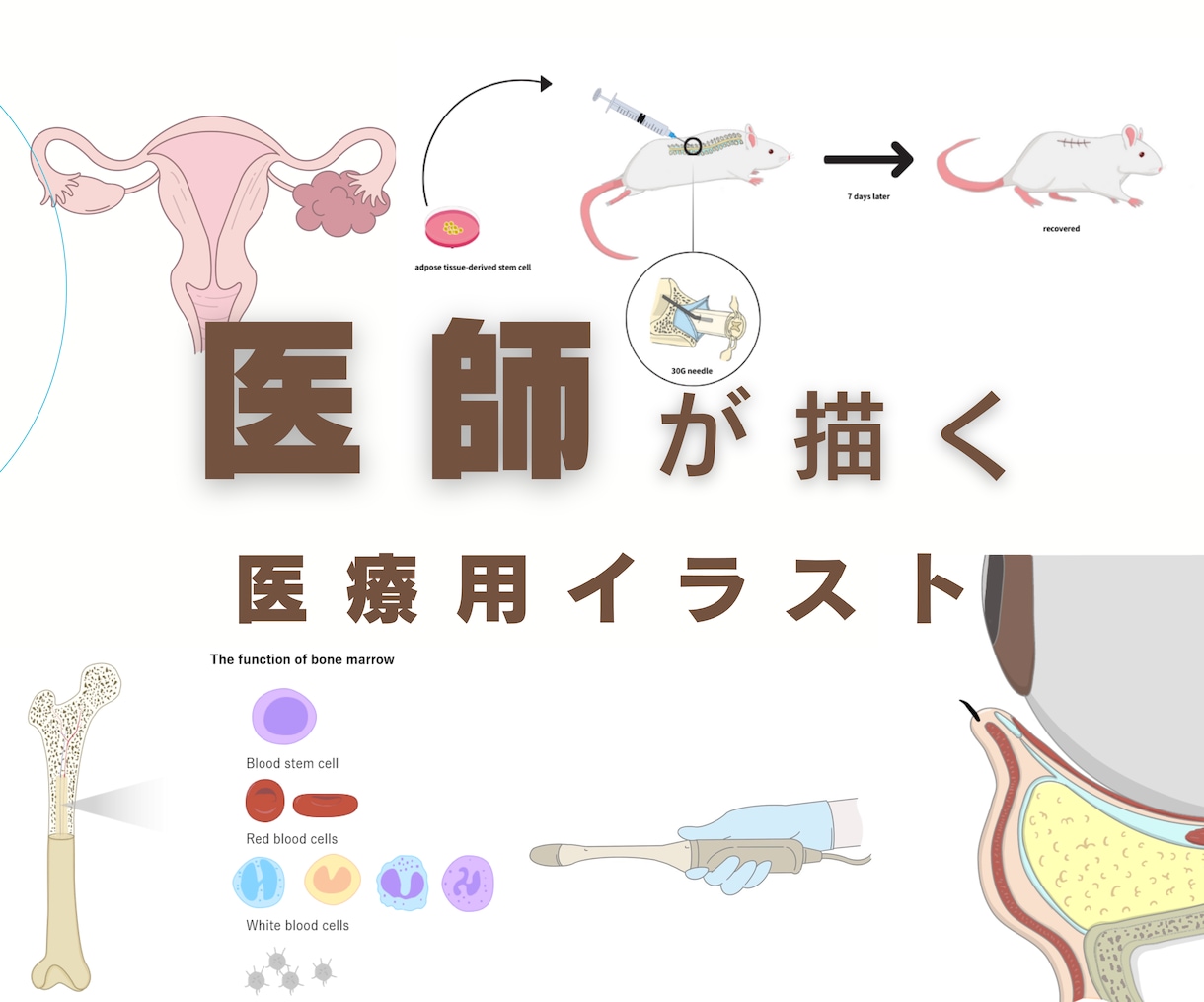 伝わる医療用のイラストを作成します グラフィカルアブストラクト、論文で使うイラスト イメージ1
