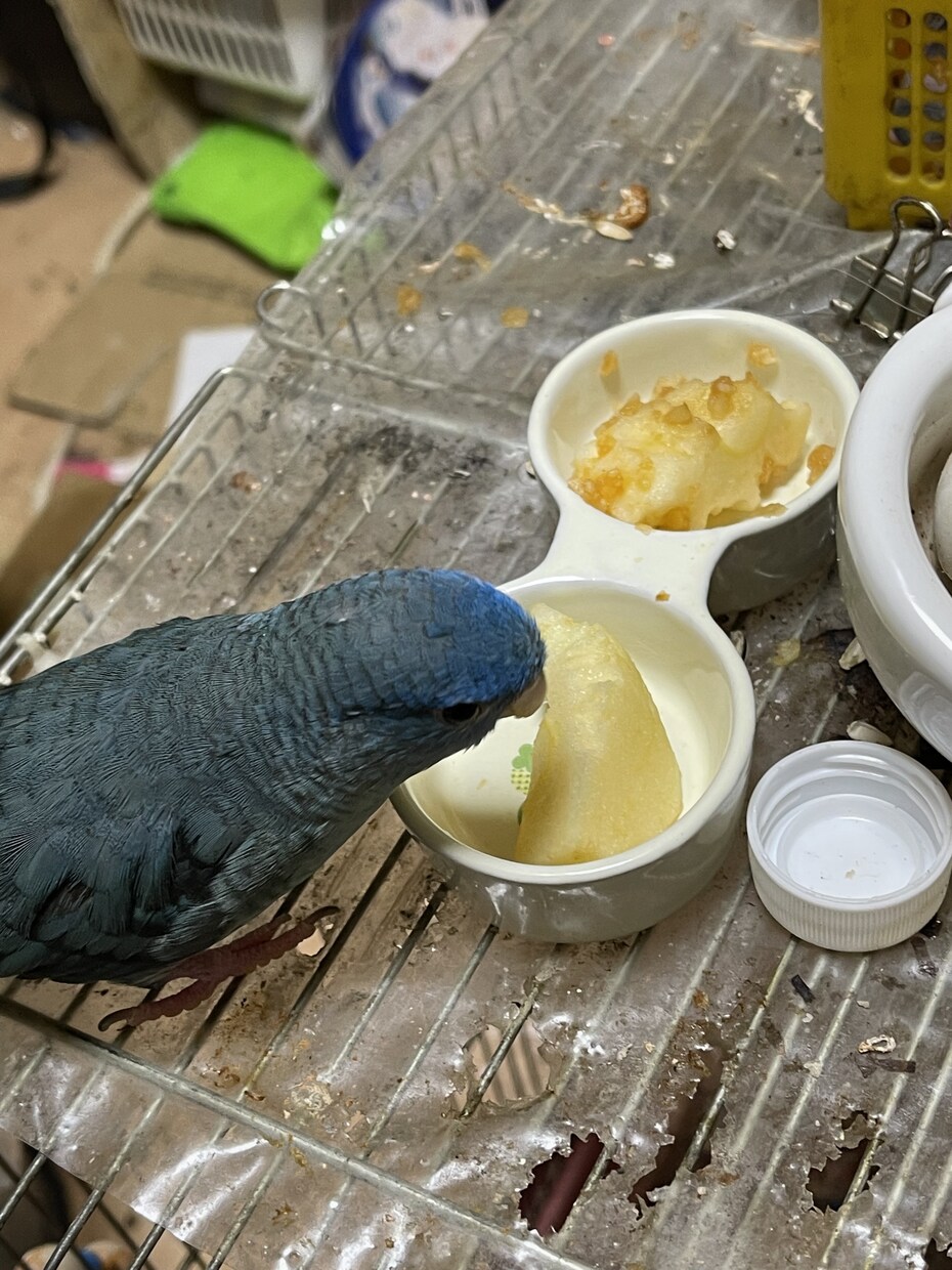 コンパニオンバード(鳥さん)のアドバイスします コンパニオンバード飼育アドバイザー。鳥さんのお困りに応えます イメージ2