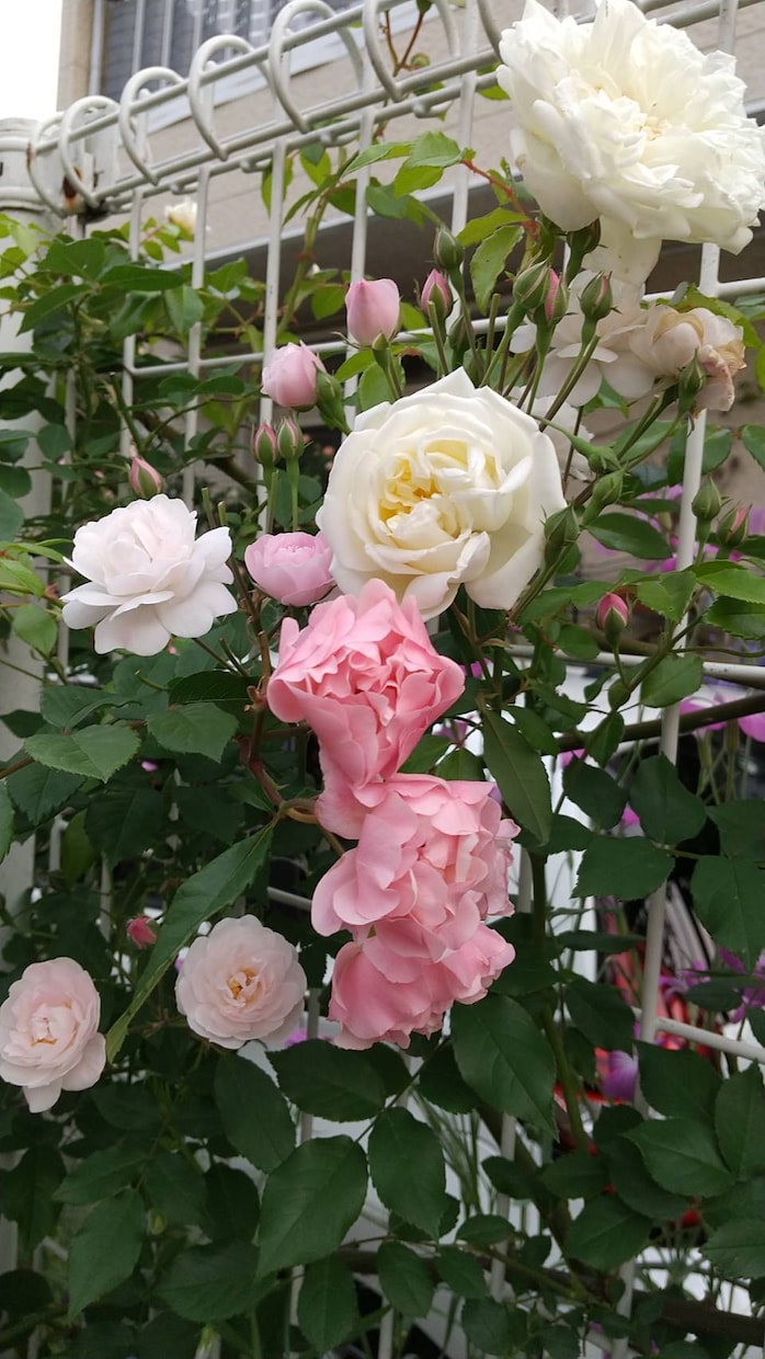 四柱推命で、結婚の相性を占います 本当にこの人と結婚しても大丈夫なの？などじっくり占います。 イメージ2