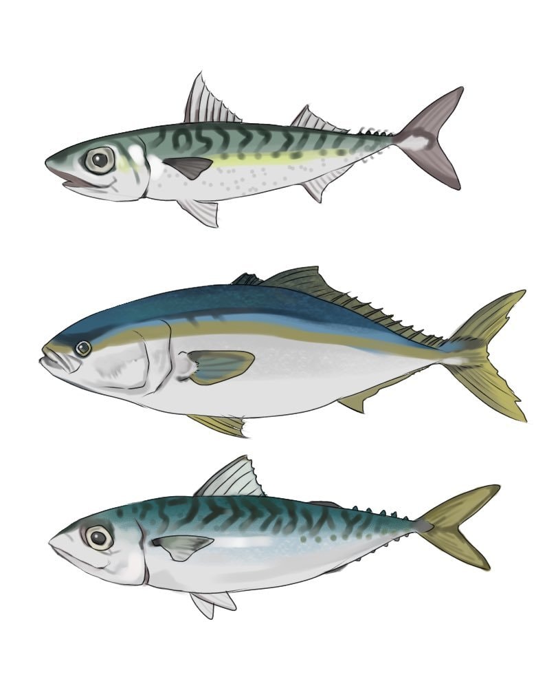 論文への使用OK!リアルな魚のイラスト描きます 論文やポスターなどの挿絵に使用できる魚のイラストを作成します イメージ1