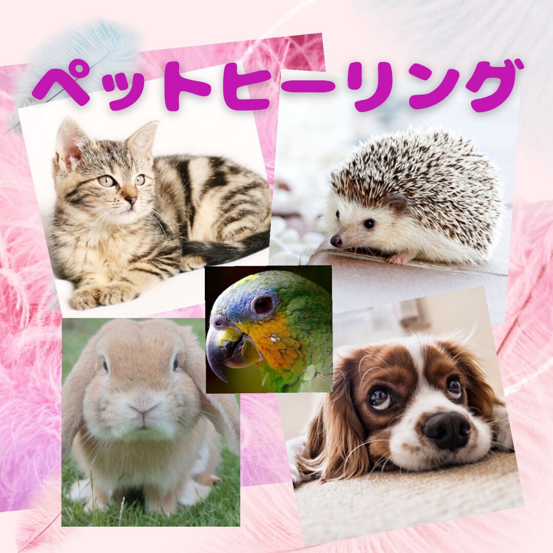 ペットヒーリングいたします 飼い主さまも同時にヒーリングさせて頂きます イメージ1