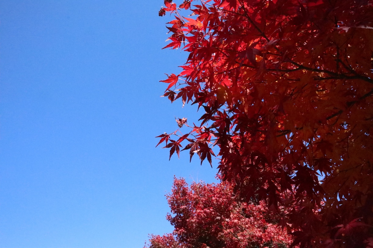 写真の素材を提供します 一眼レフで撮った写真を提供します。 イメージ2