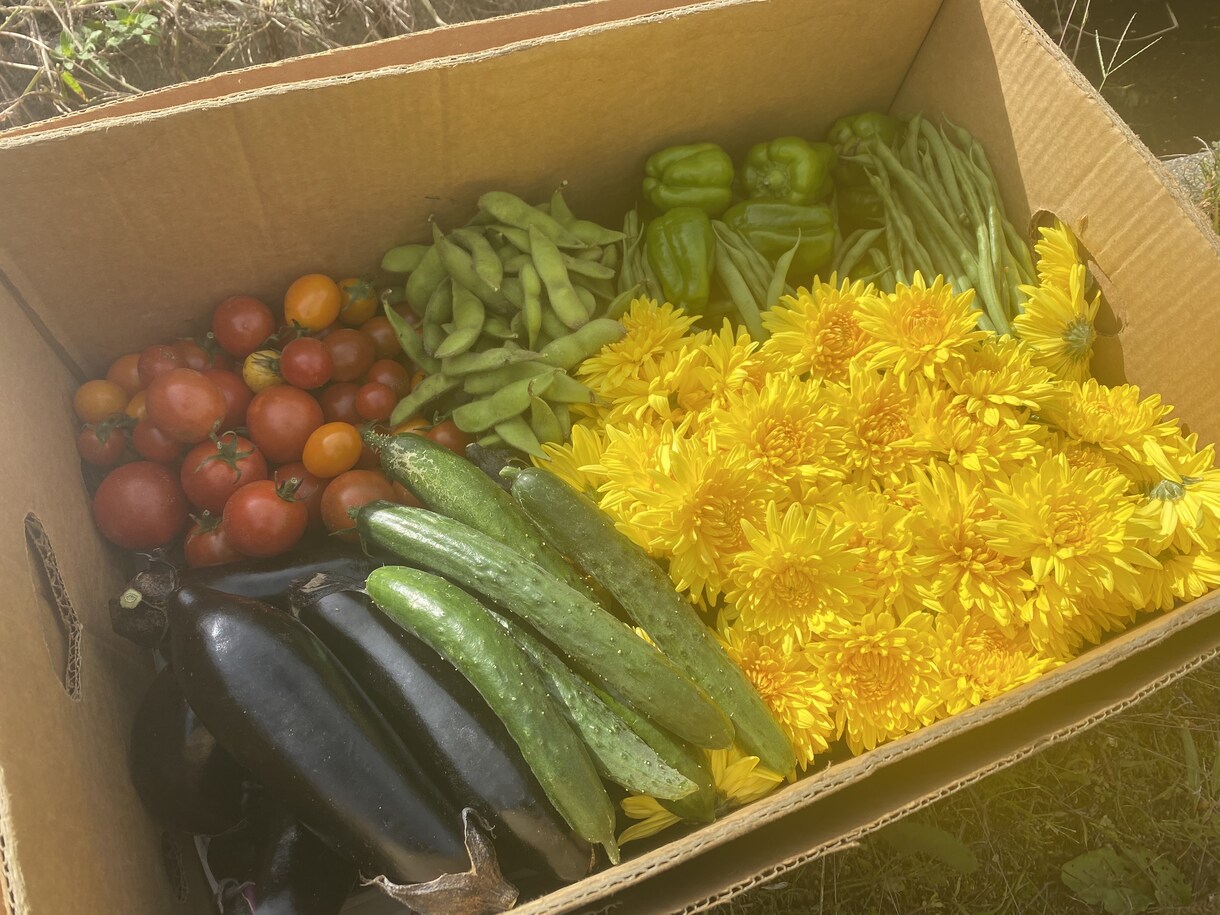 今年の家庭菜園一緒に考えます 【僕と一緒に今年の野菜を計画しませんか？】 イメージ3