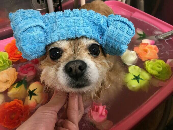あなただけの運気が上がる最適の日教えます あなたに合わせた運気の処方をします！ イメージ1