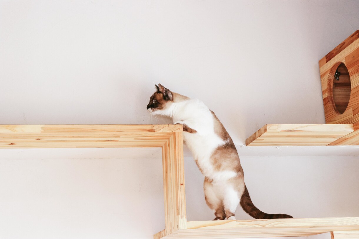 あなたにピッタリの猫カフェ教えます どこに行こうか迷ってる方向け(大阪･京都メイン) イメージ1