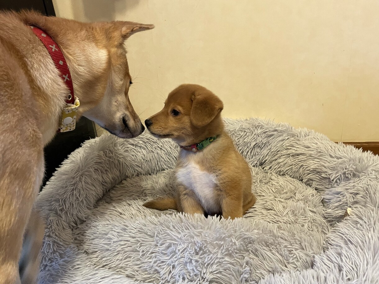 ワンちゃんを迎える準備、心構えをお話します （スタートから悩まない、ワンちゃんの飼育環境整備） イメージ1