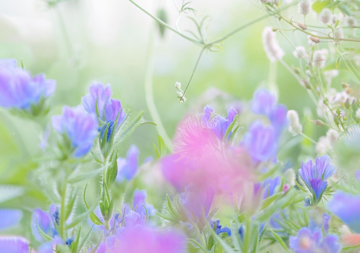 バラ売り用 お花畑画像、3枚組販売します 拙著写真エッセイ集にも用いた画像ですがバラ売りします イメージ3