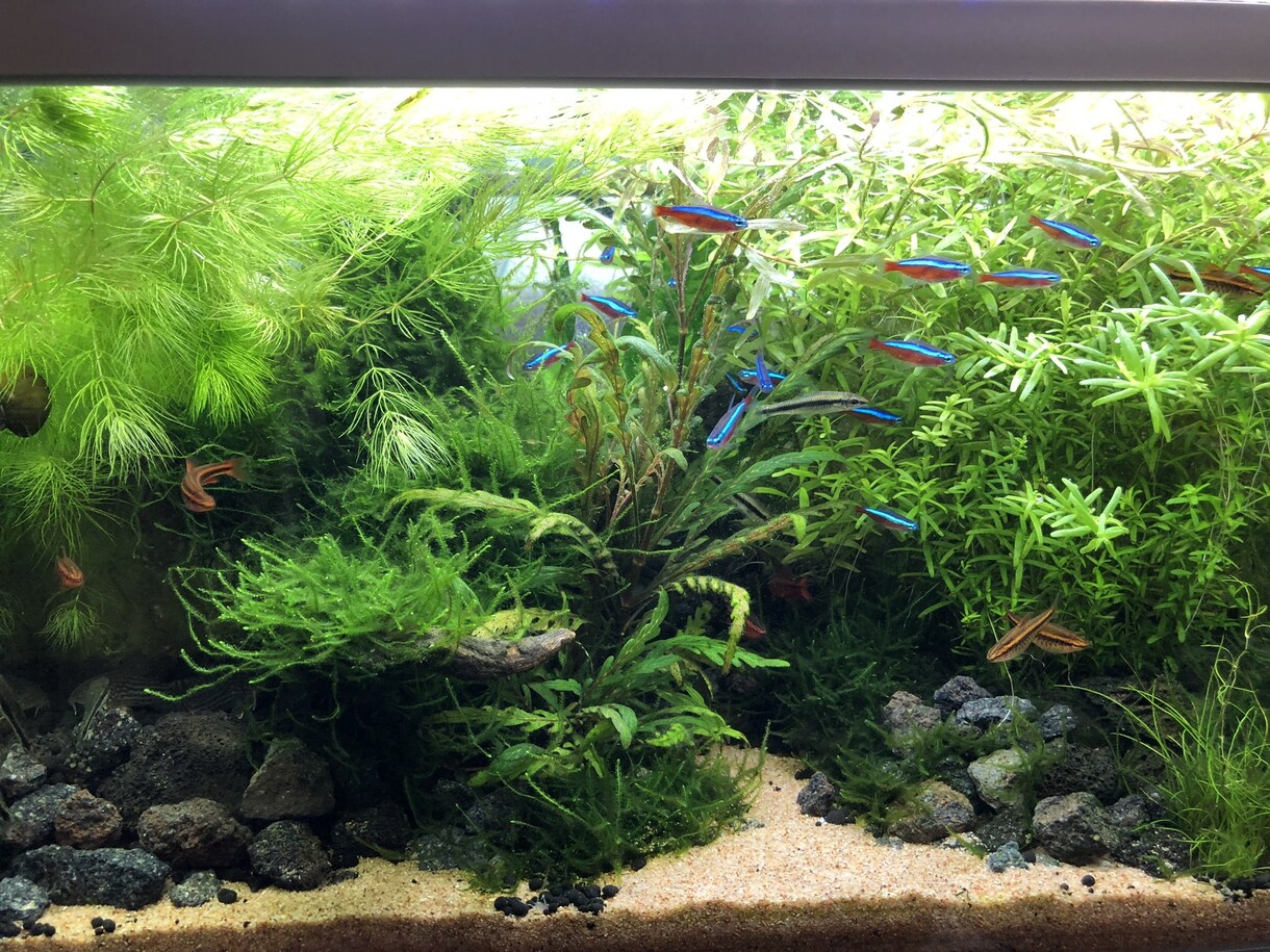 熱帯魚や海水魚 水草水槽の作成維持等教えます 美しい水草水槽や飼育全般に関して イメージ3