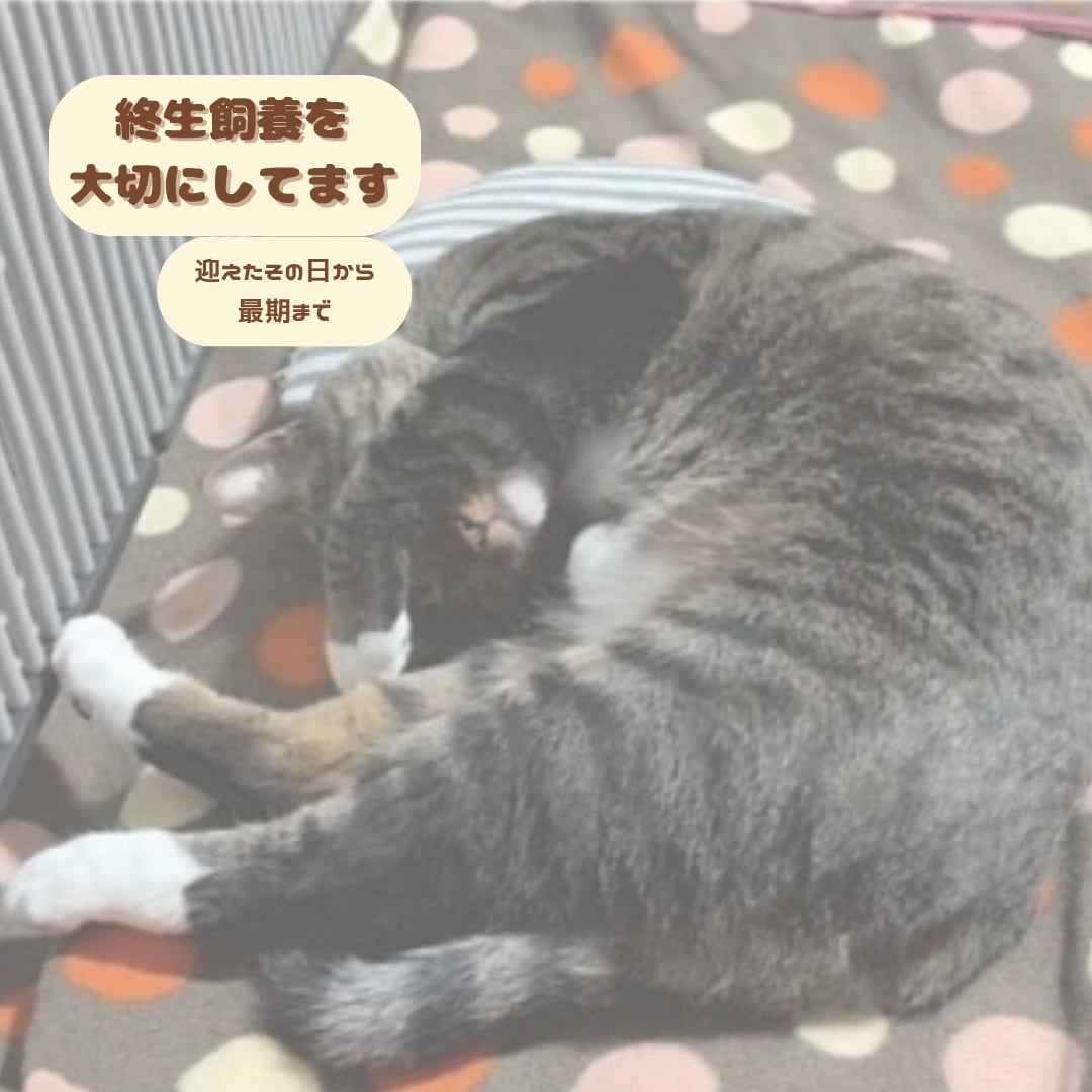 猫 専門 ペットを迎える前の相談承ります 終生飼養の視点で、犬猫飼養アドバイザーが一緒に整理します イメージ6