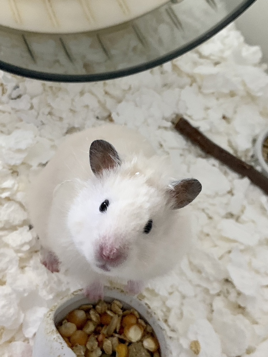 小動物の写真撮影代行します わんちゃんやかねこちゃん、ハムスターや鳥に至るまで！ イメージ1