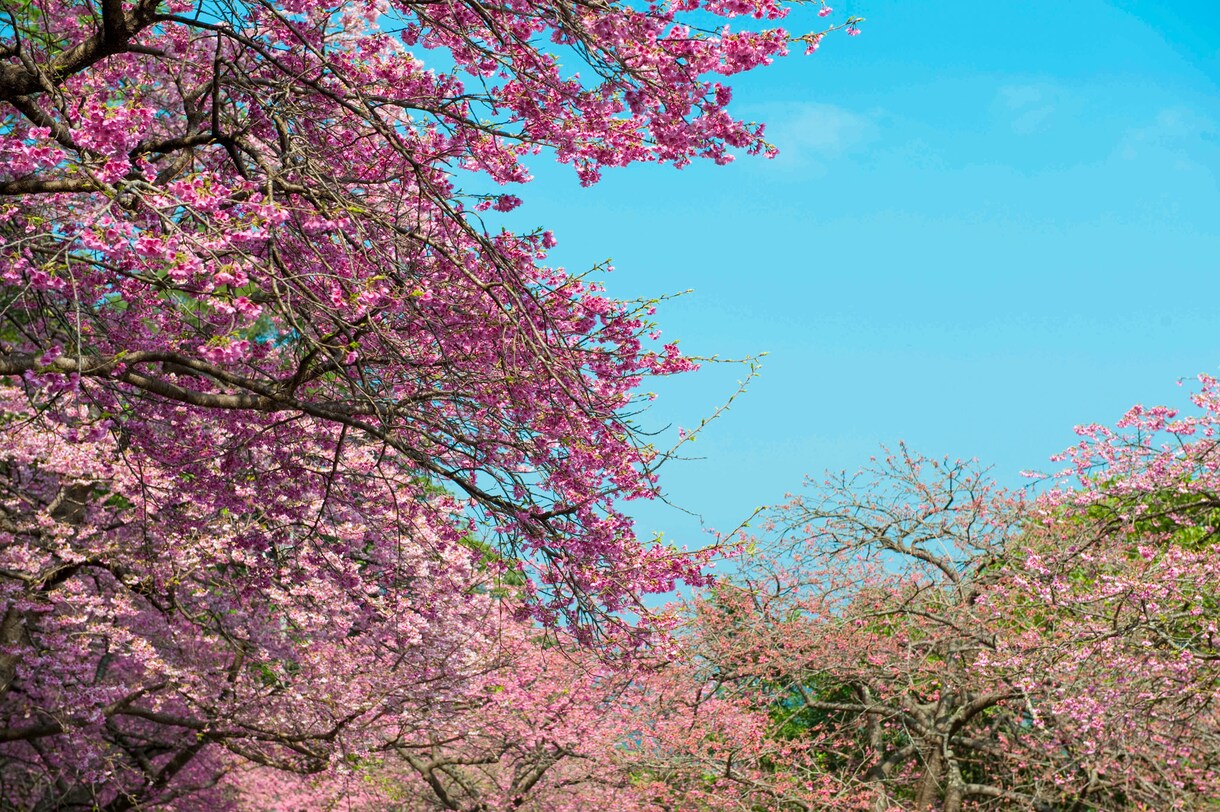 桜の写真を提供いたします 沖縄に咲く桜（ソメイヨシノ）と空のコラボレーション イメージ7