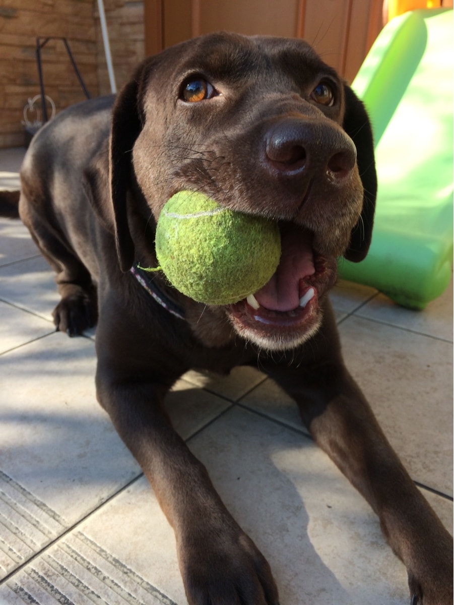 飼い犬の事で困っている方相談にのります 犬の飼い方や世話などで悩んでいる方 イメージ3
