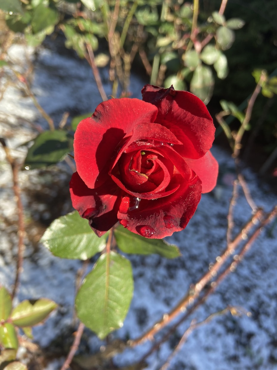 まるっと受容♡ あなたの輝き見つけをサポートします リラックスして、安らぐ楽しむ♪努力不要の幸福体質˚✧₊ イメージ1