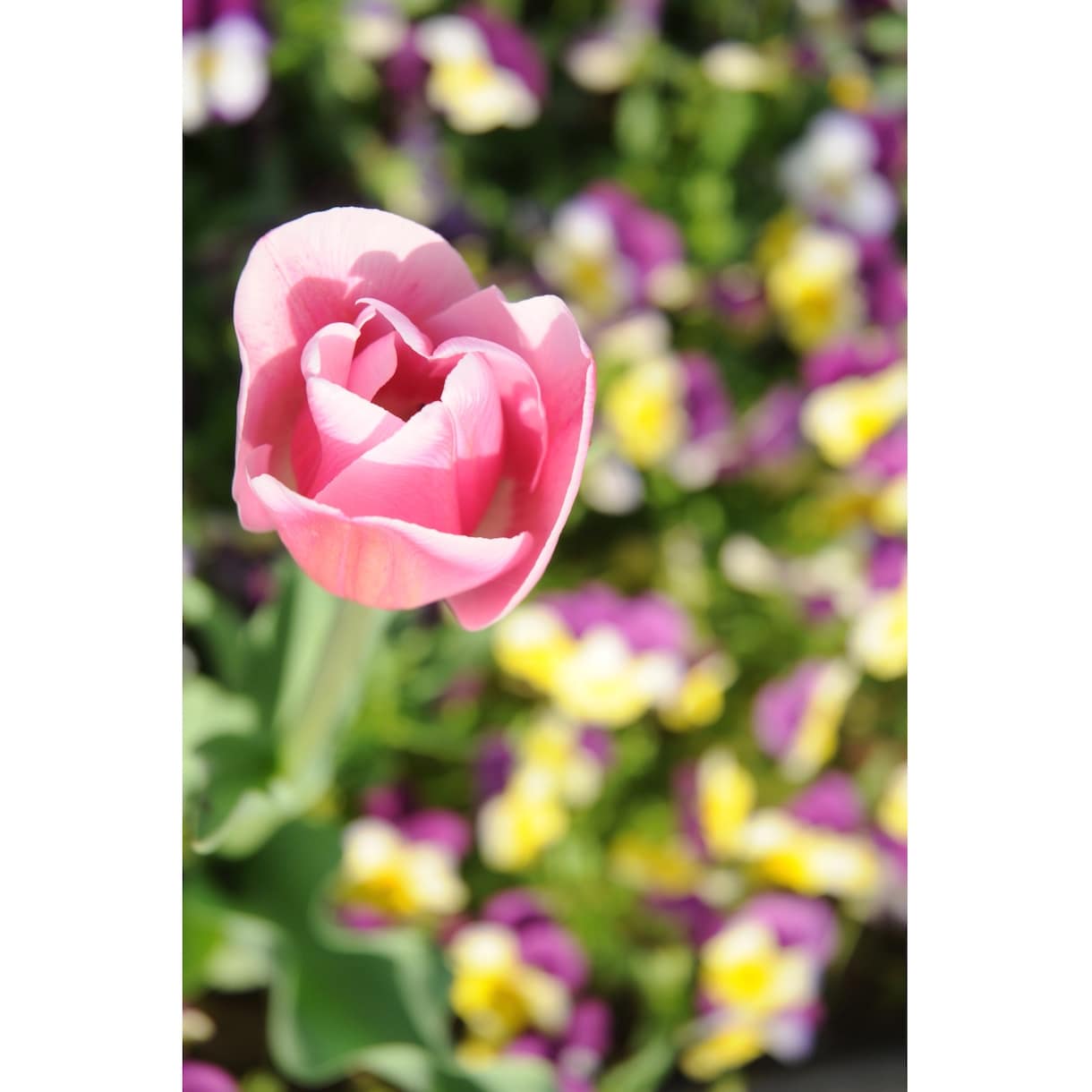 美しいお花の写真をお届けします ほっこり癒される空間づくりにおすすめ イメージ3