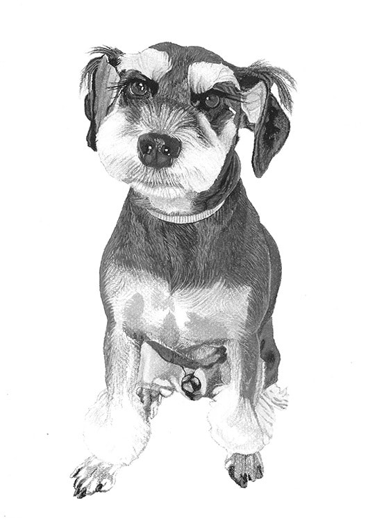 猫、犬等ペットの似顔絵をモノクロでリアルに描きます 鉛筆画、パステルなどで白黒の小動物を写真のように描きます イメージ3