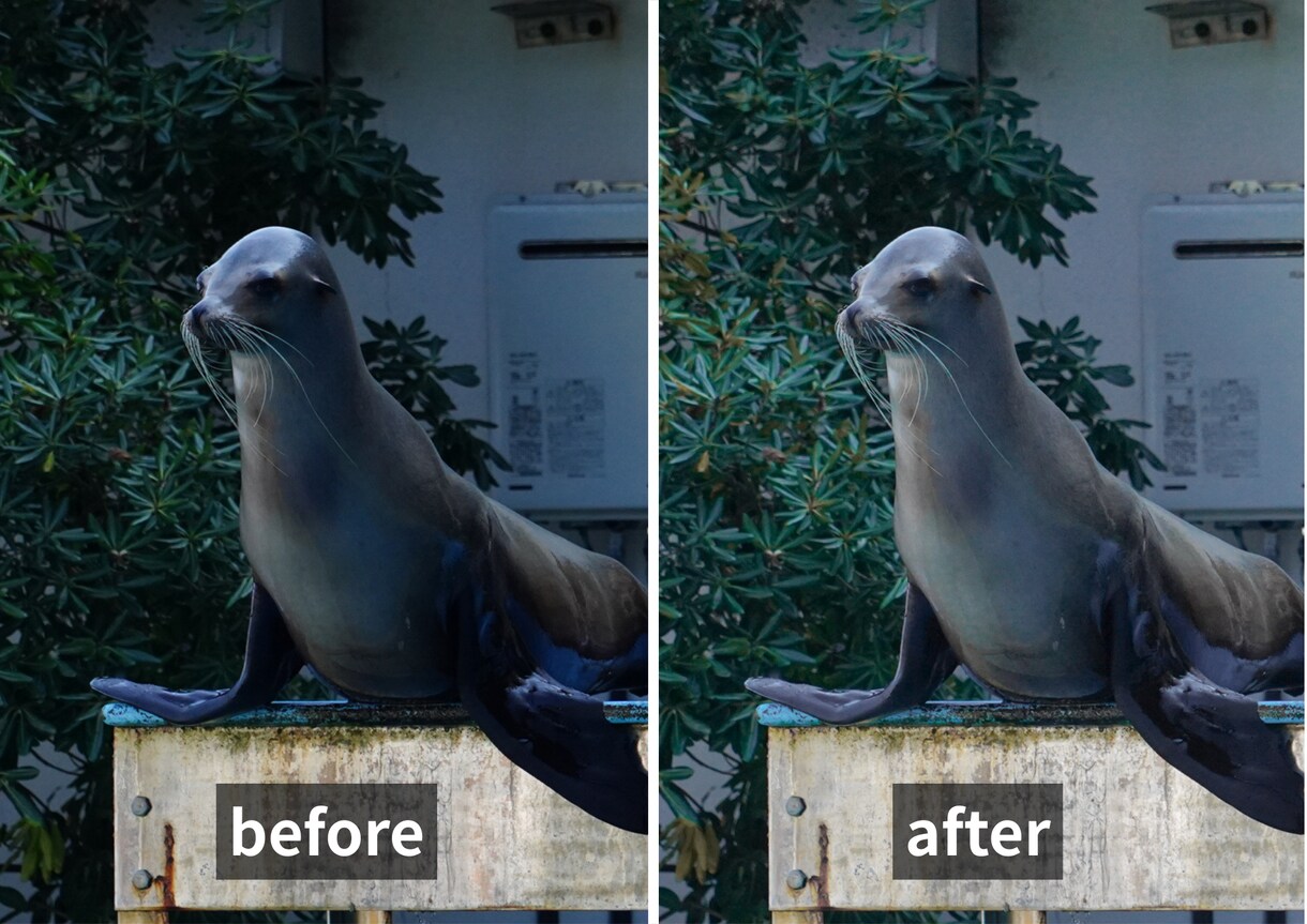 水族館写真レタッチします 水族館に通い続ける私が、見た瞬間の感動を蘇らせます。 イメージ1
