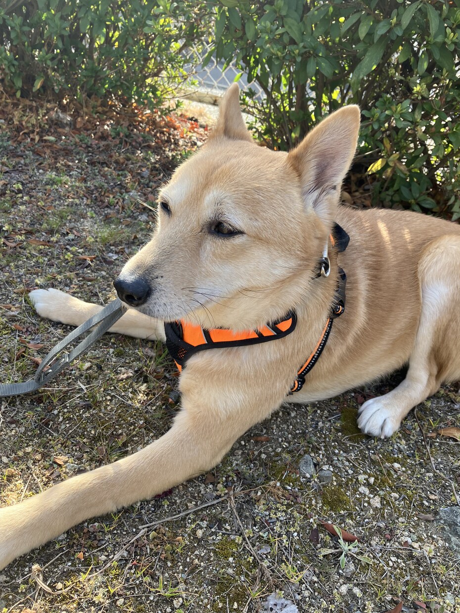 疾患をもつ犬猫の飼い主さんのお悩み相談をいたします 現役愛玩動物看護師が飼い主さんの悩みに寄り添います イメージ1