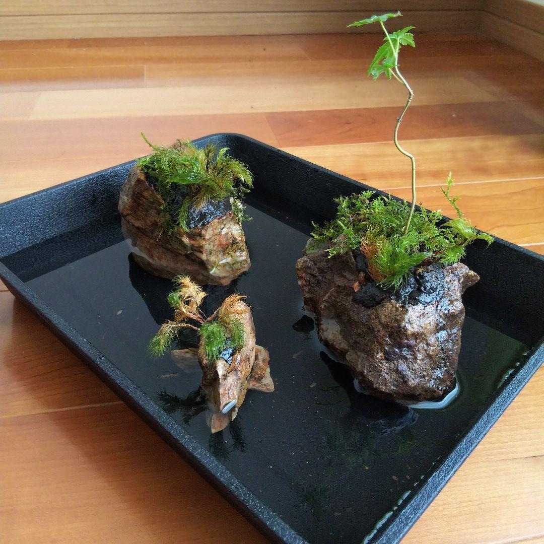 ビオトープつくります メダカなどを育てるためのビオトープを作ります。 イメージ1