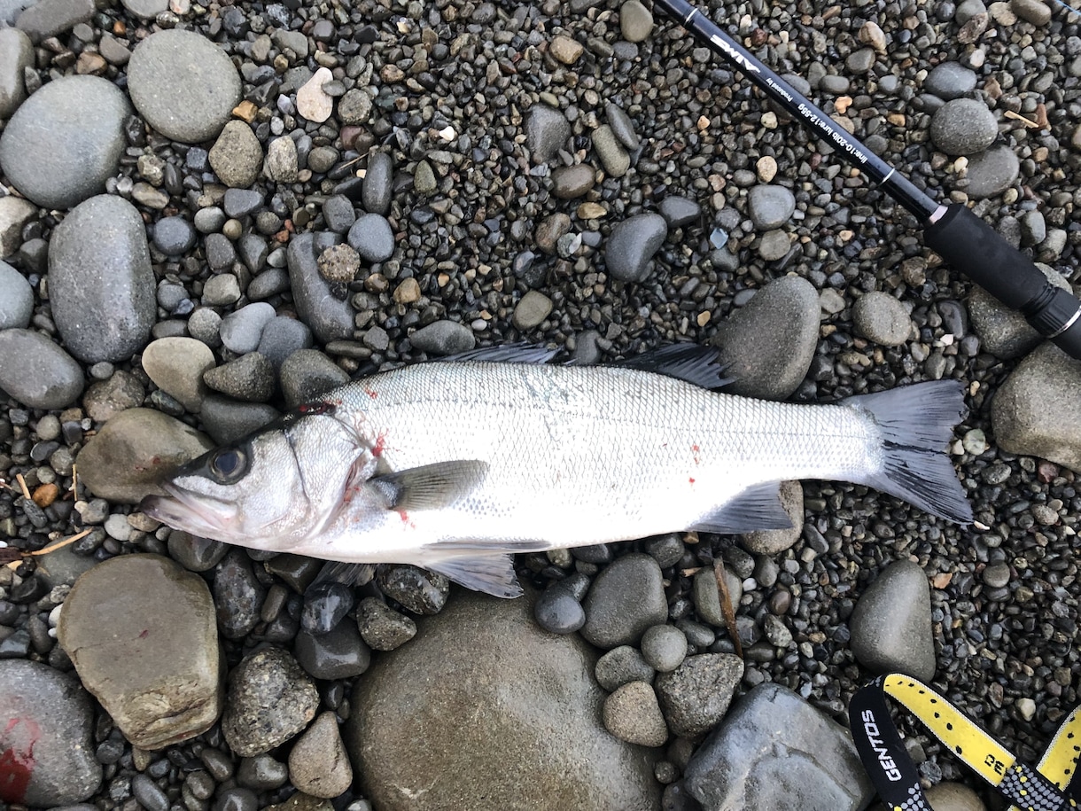 淡路島、明石、和歌山の釣りポイント教えます 関西近郊の釣りポイント教えます青物、スズキ、ヒラスズキ等 イメージ3