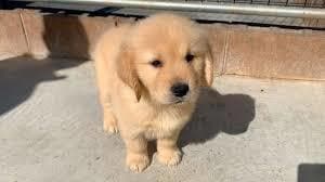 初めて犬を飼おうという方の相談にのります お金周り、誰から買うか、おすすめの犬種、育て方など イメージ1