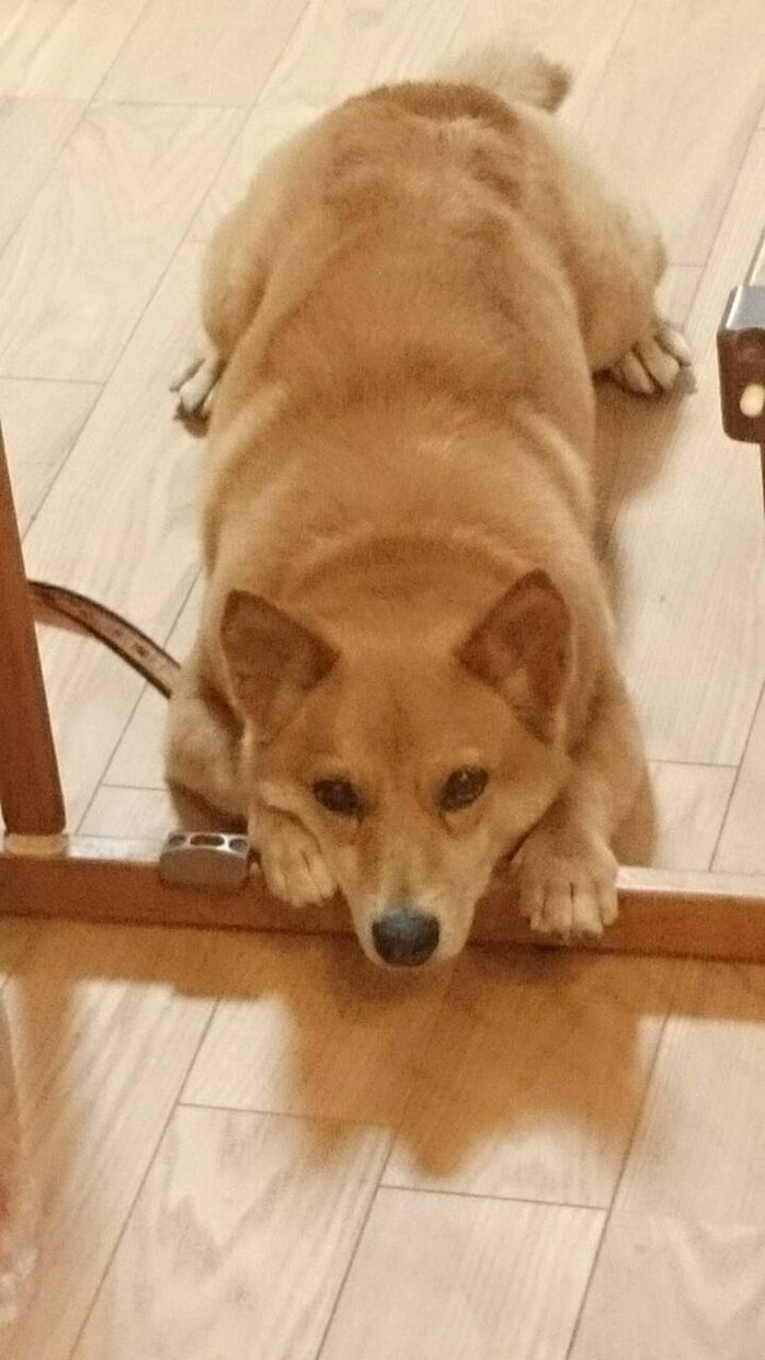 ペット（主に犬ネコ）に関する相談、受け付けます ペット（主に犬ネコ）たちとの暮らしの中で疑問のある方向け！ イメージ2