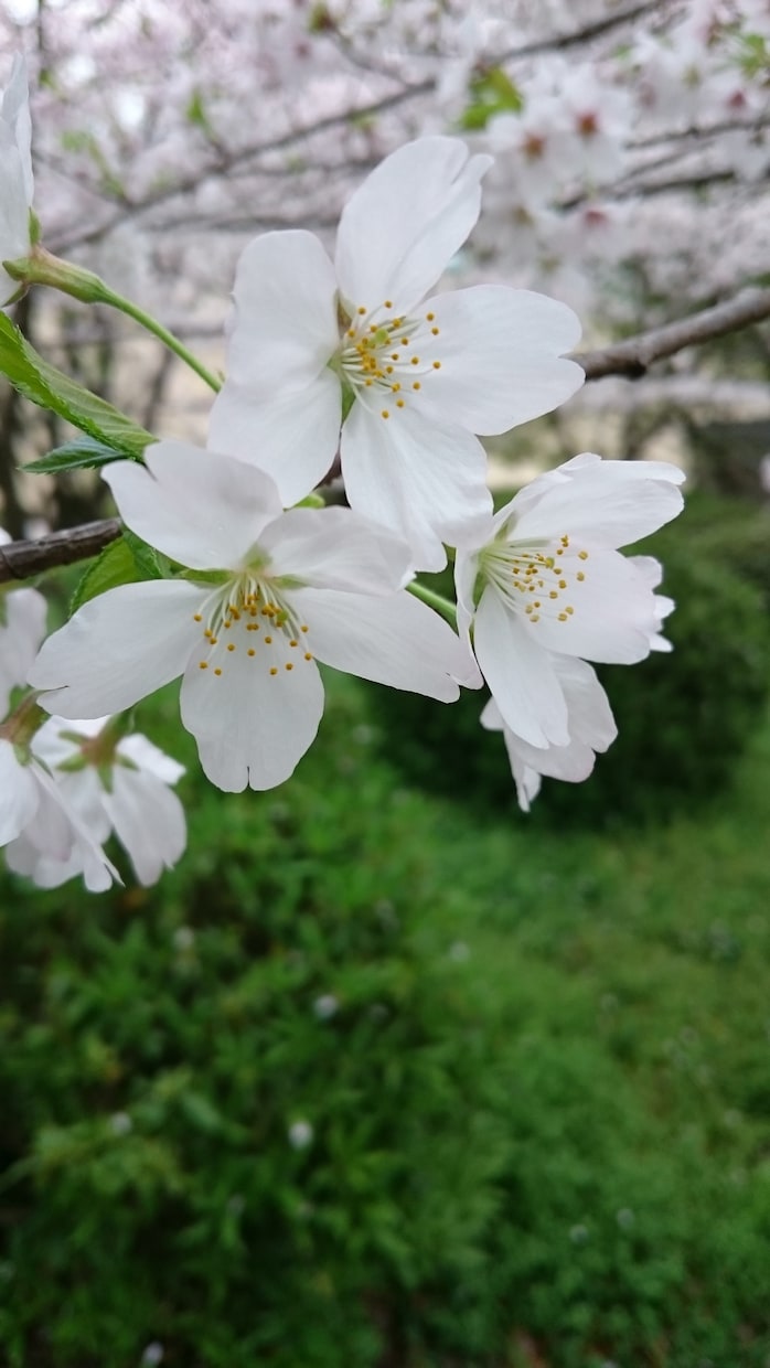 福岡県の気になるあのスポット、写真で撮影してきます テレビや雑誌で見たスポット見てみたいをお手伝いさせて下さい！ イメージ2