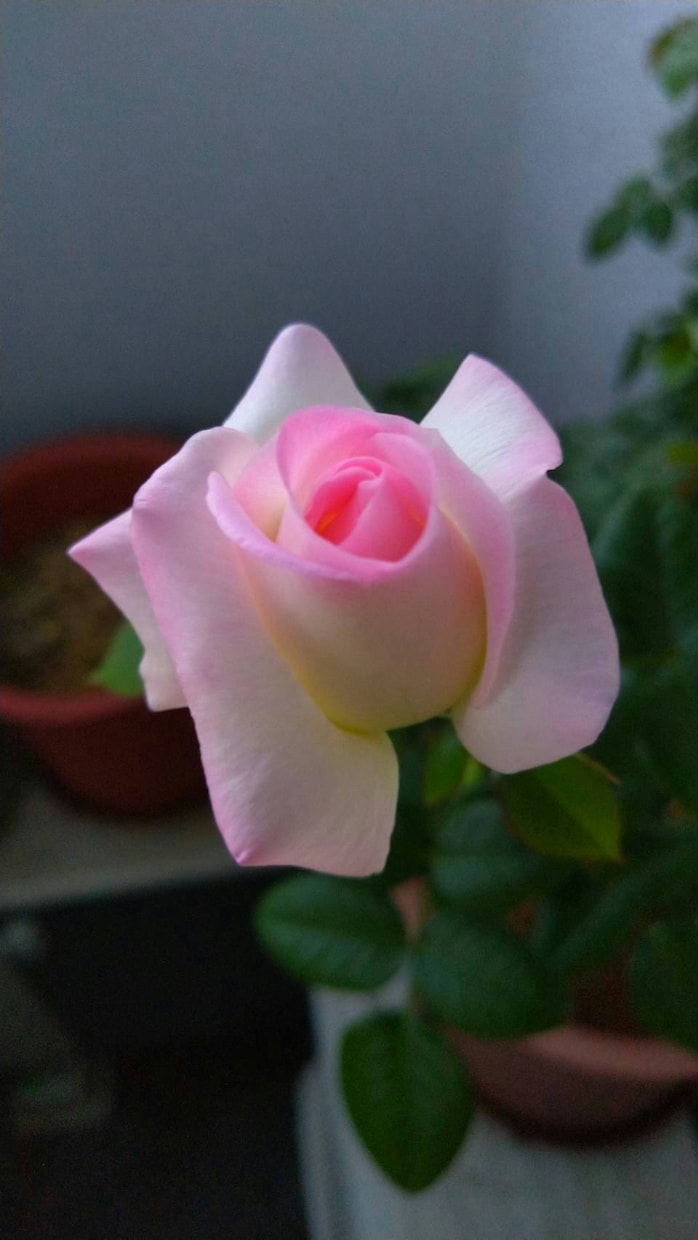 植物の写真撮影します 季節にあった植物を自分が育てたように撮ります イメージ1