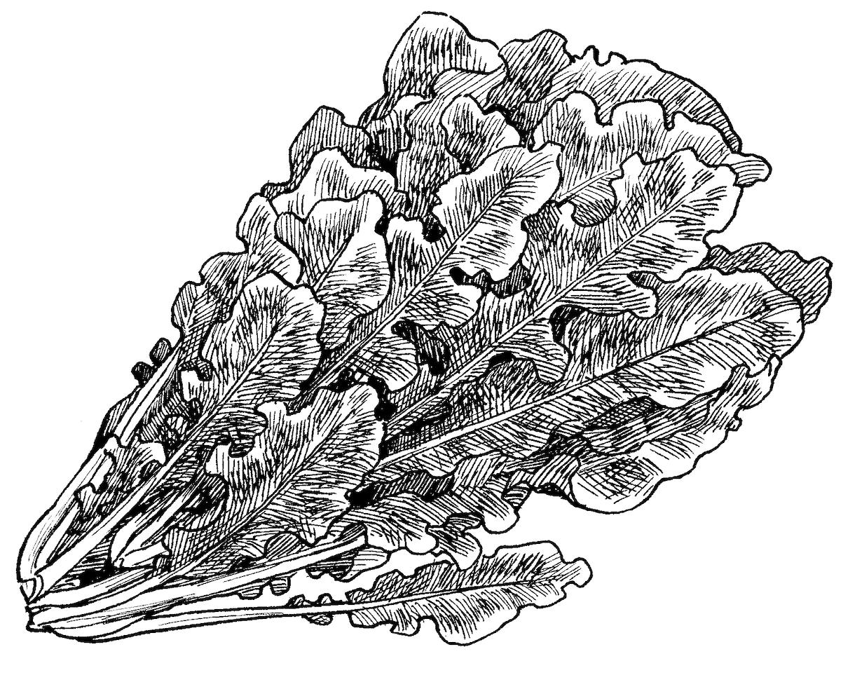 現役漫画家が写実モノクロイラストを描きます 銅版画風のオシャレなイラストです♪メニュー・挿絵などに… イメージ5