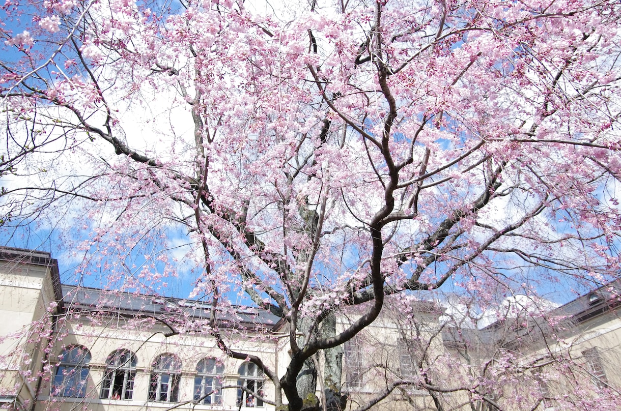 京都旅行の行程表を元プロガイドが作ります 今回の京都旅行はいつもとは違う特別な旅になる！ イメージ2