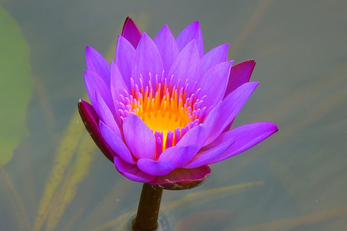 貴方の望む本当の才能開花させます 才能を引き出し思いのままに生きられる理想の世界へ イメージ2
