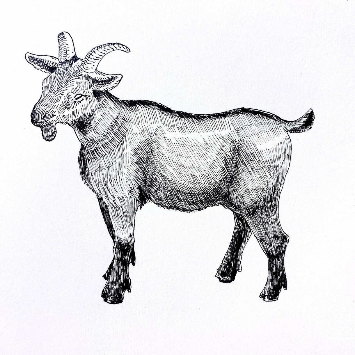 お洒落な手描き風のイラストを描きます 挿絵などに使用できそうなイラストを幅広く描きます。 イメージ6