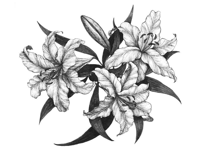洋風繊細タッチの動植物イラストをご提供いたします 商用向け！高級感やお洒落な雰囲気を演出したい場面に イメージ3