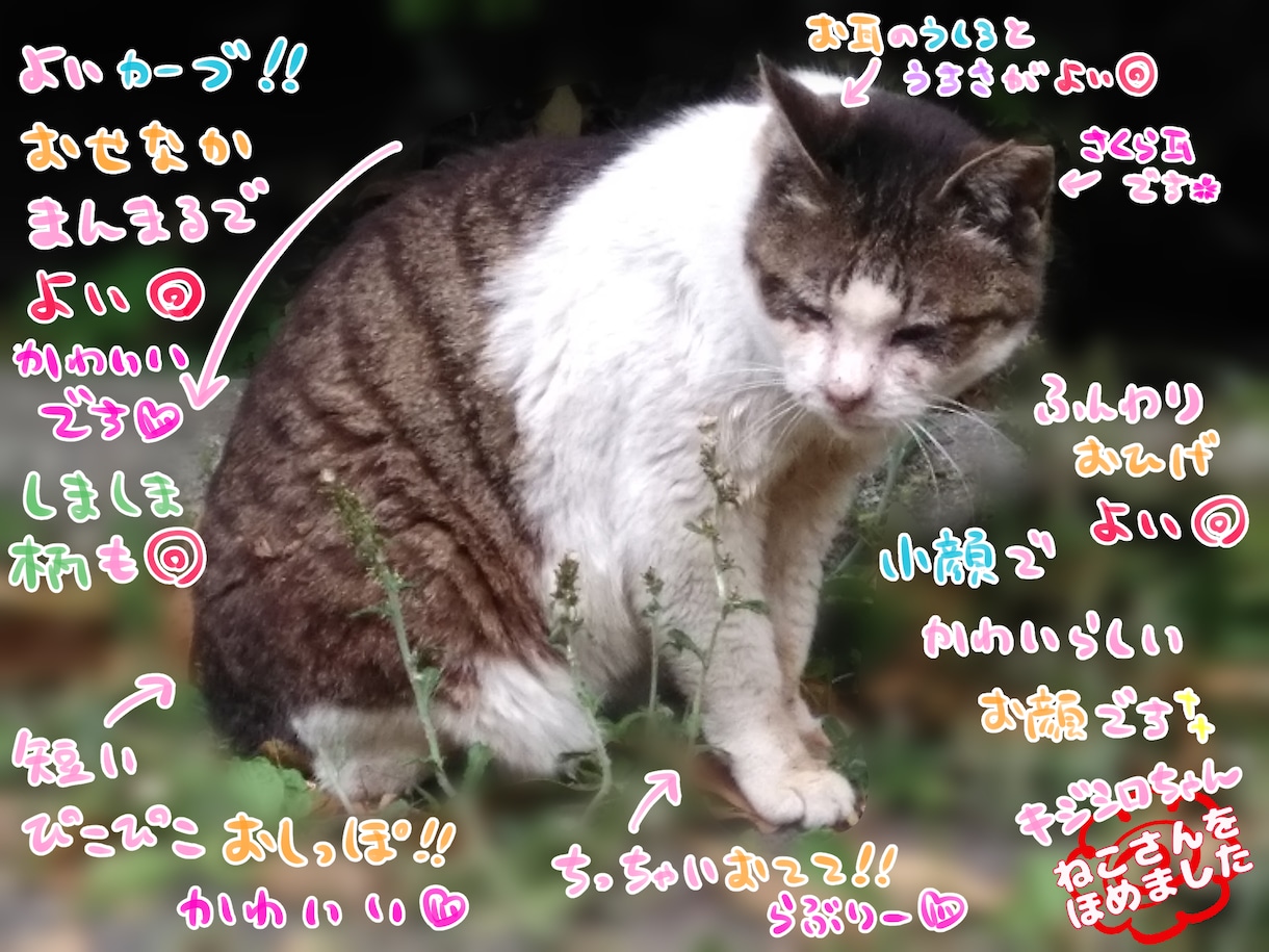 軽量版-ねこさんをほめます あなたのおうちの猫さんを褒めます イメージ2