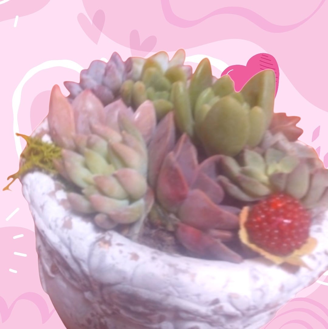 多肉植物のお悩み解決のお手伝いいたします 植物がもっと好きになる、育てるワクワクもお届けします イメージ2
