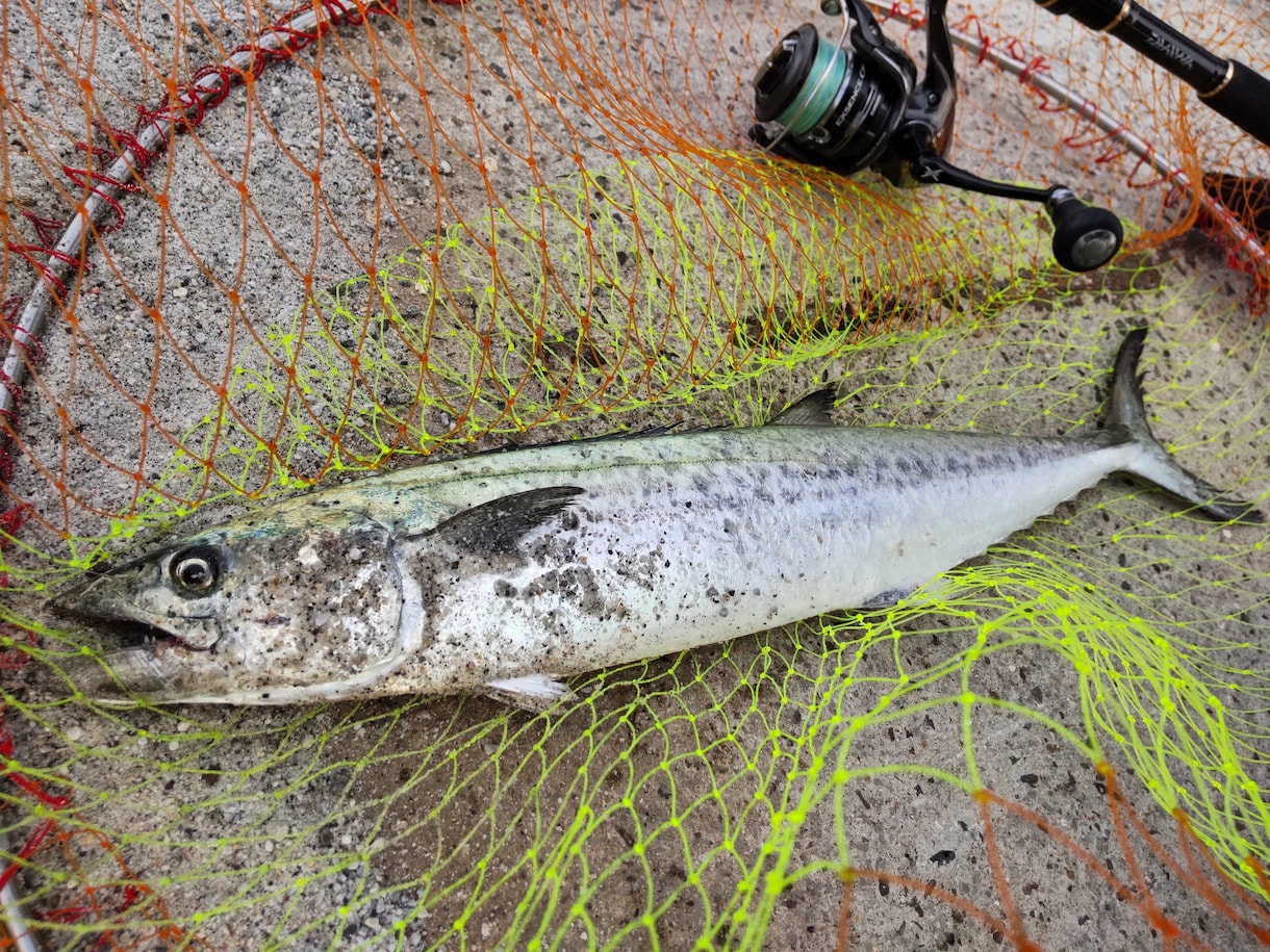 釣り歴40年が魚釣り（初級～中級）の相談にのります テンヤ、ボートエギング、フカセ、ヤエン、投げ釣りの仕掛け イメージ5