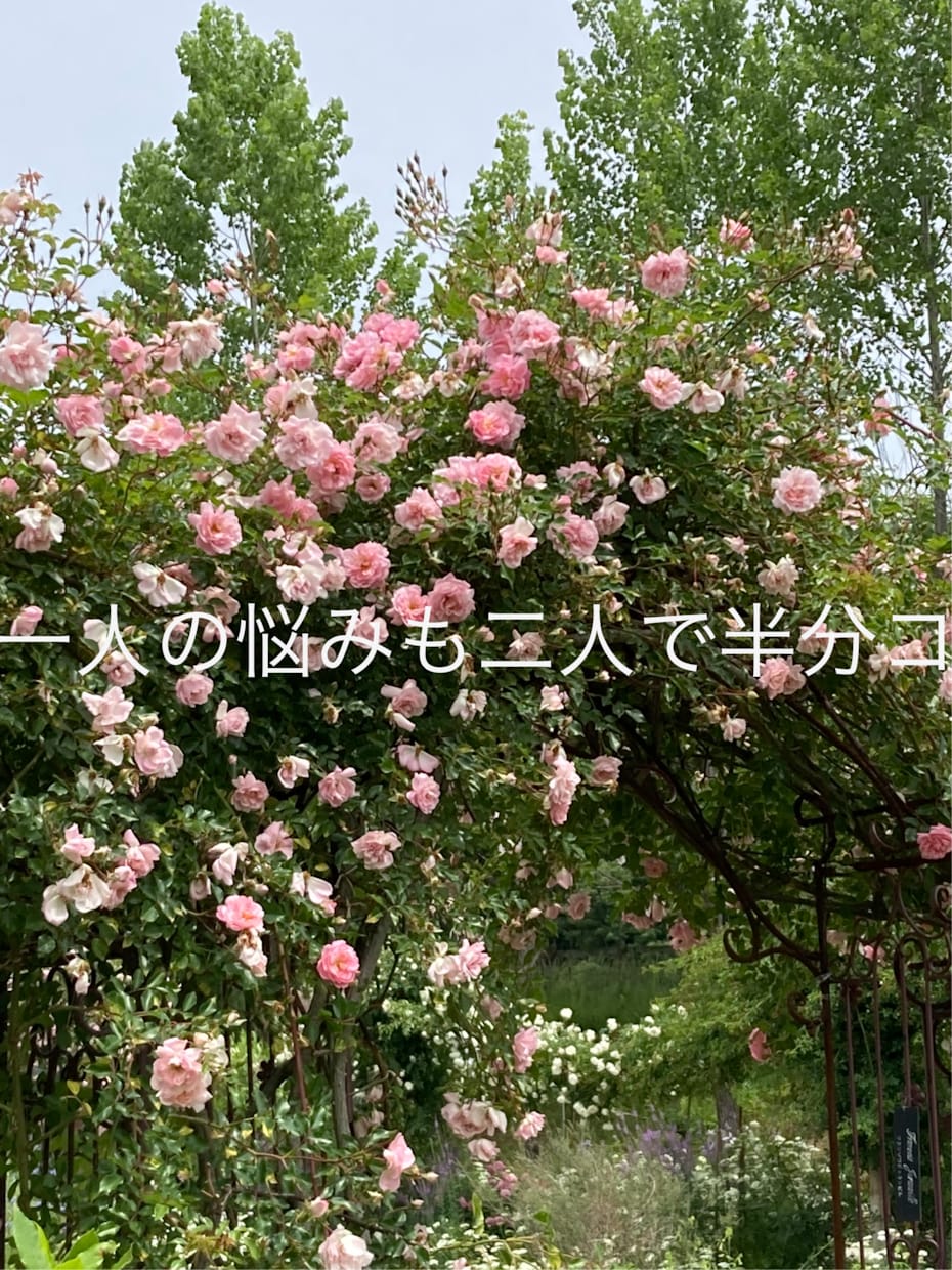 30分チャット鑑定♡ちょっと聞いてみたいを占います 占いとカウンセラーの合わせ技でお悩み解決♪明るい未来へ〜 イメージ3