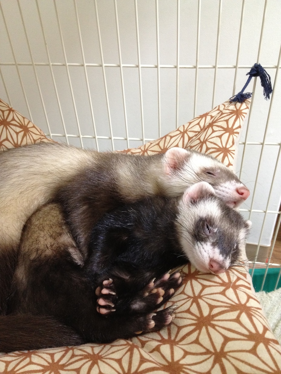 小動物を初めて飼う方、プロが一から教えます プロのペットショップ店員が小動物の飼育をサポート致します イメージ5