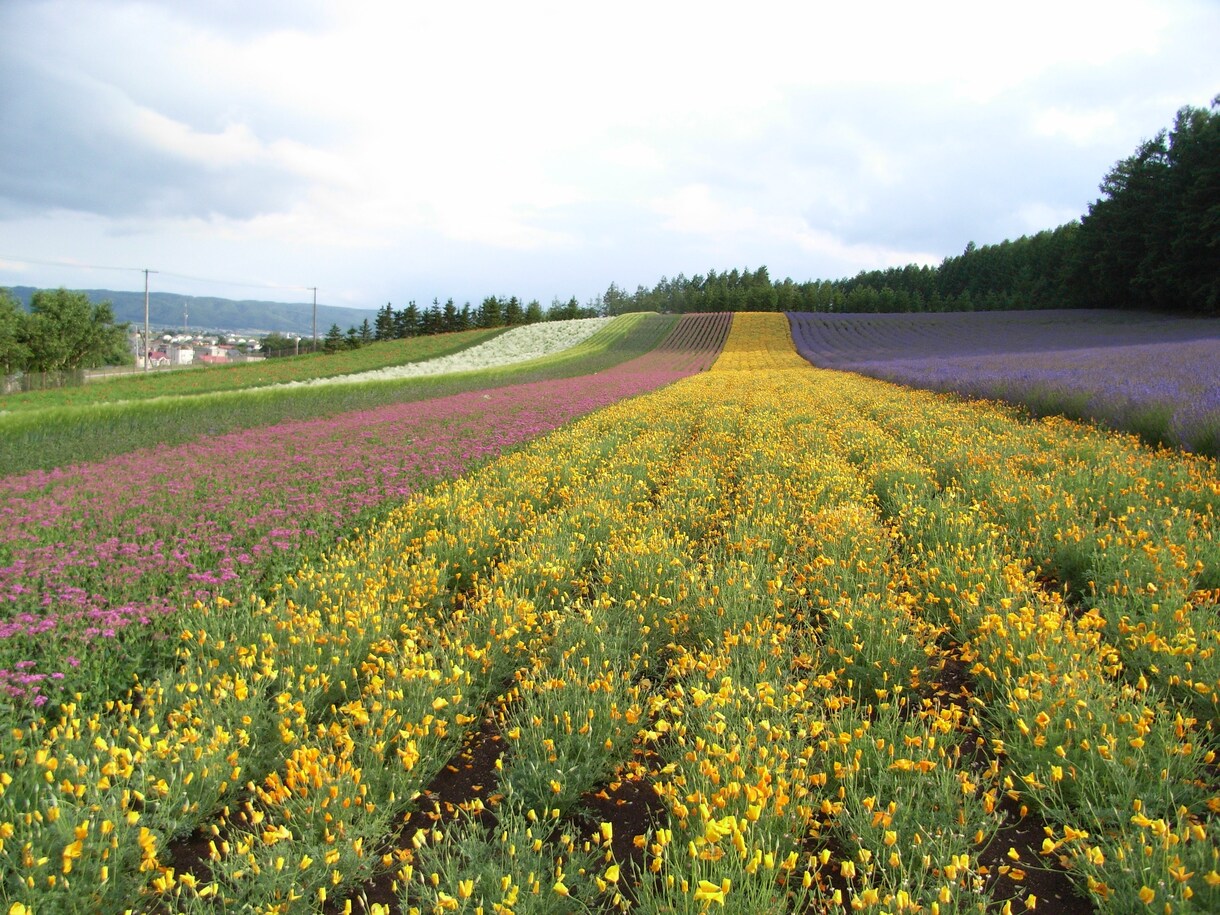 北海道旅行のプランを条件に合わせて考えます 【北海道好きで在住経験アリ】最高の思い出を作りましょう！ イメージ2
