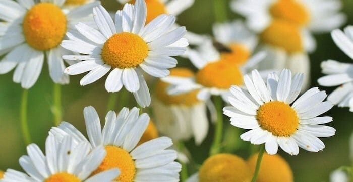 あなたの誕生日の誕生花と花言葉を教えます 各々の誕生日には誕生花という物が存在しています イメージ2