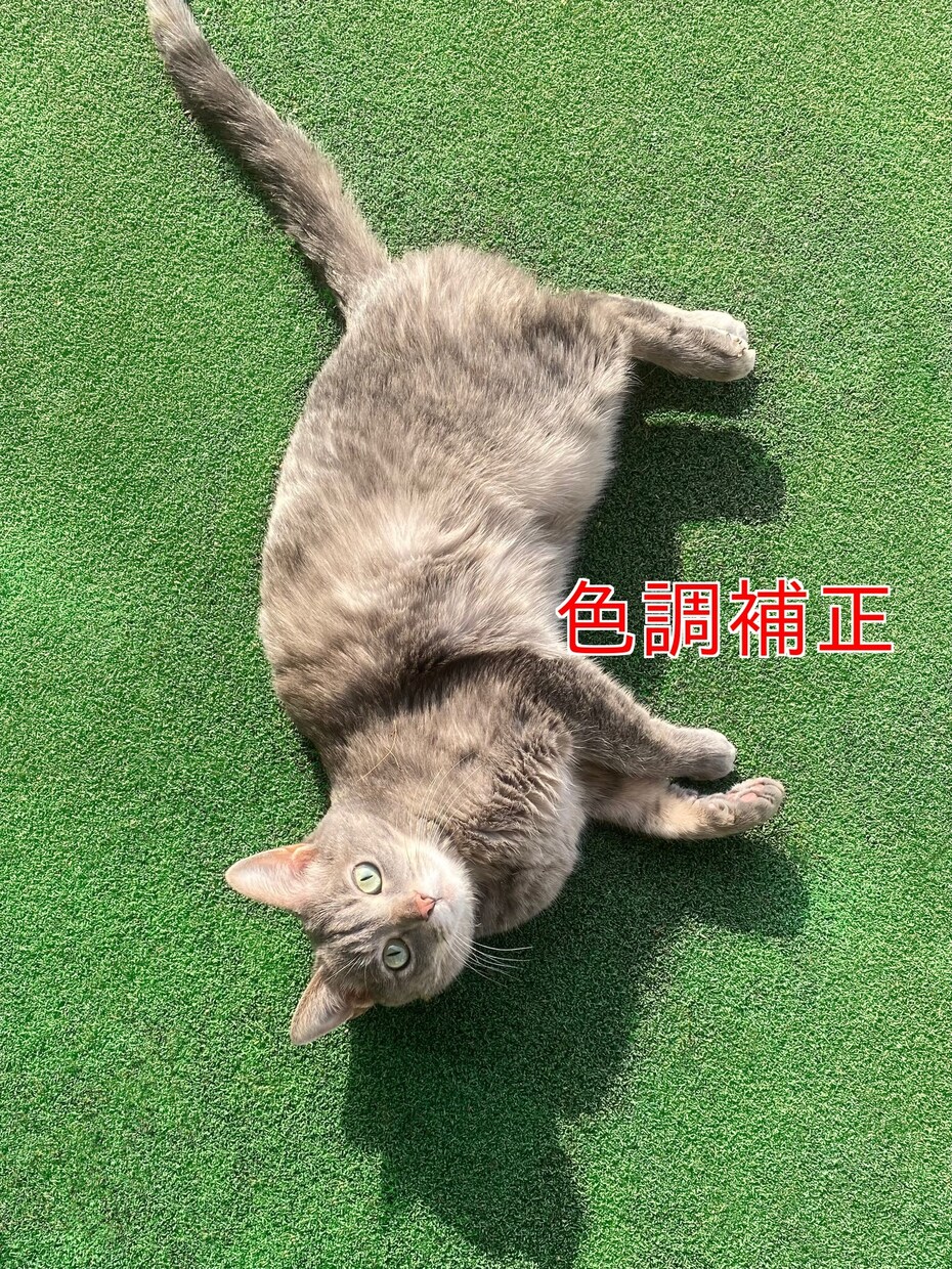 画像の修正、加工をいたします ！　ペットの写真、集合写真などお気軽にご相談ください♪ イメージ3