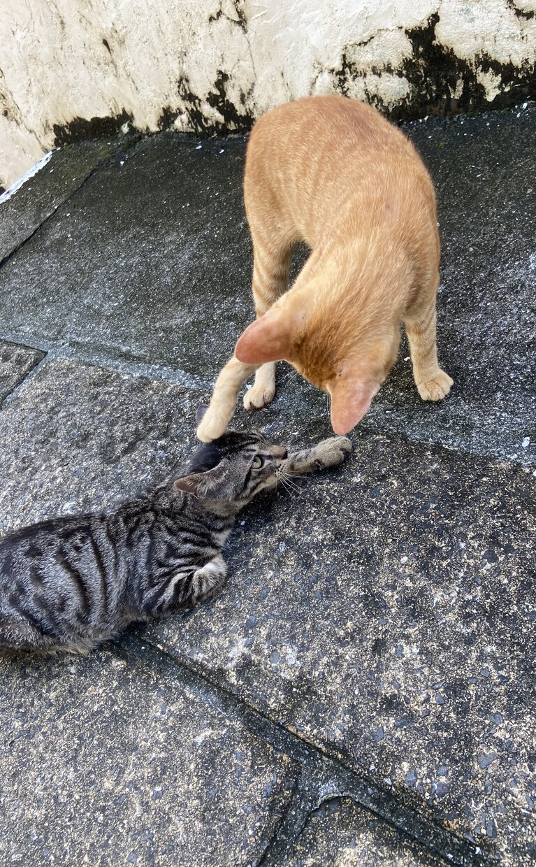 主に風景写真を提供します 私の写真が届ける、自然の美しさと心の喜び。 イメージ4