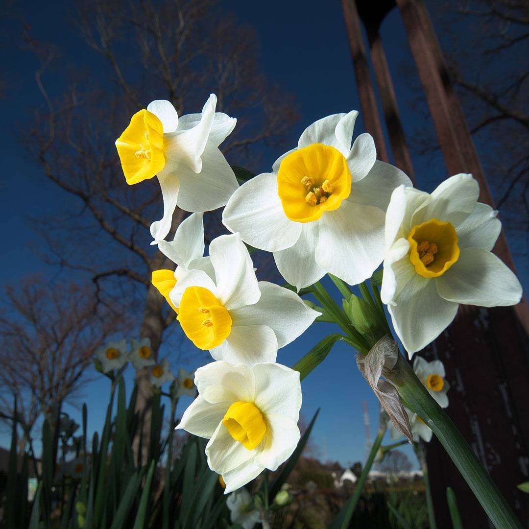 花や小物写真あります、撮ります 全体にキッチリとピントが合った花や小物は切り抜き加工に最適。 イメージ2
