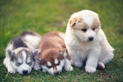 愛犬がもっと幸せに生活ができるようになります ぺットのことで悩んでいるあなたへ イメージ1